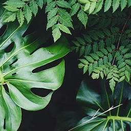 https://fwbg.org/full-calendar/girls-nature-workshop-aristocrats-of-ancient-lineage/