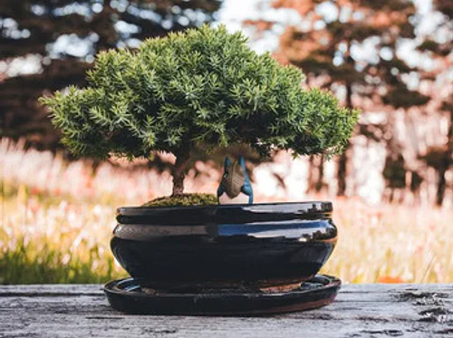 Austin Bonsai Society April Meeting