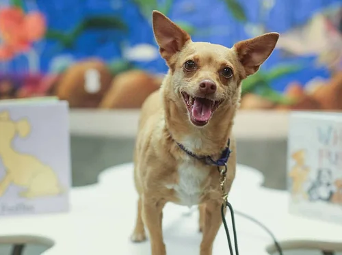 Barks and Books at San Ysidro Library