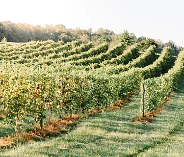 Barrel Oak Wine Run 5K