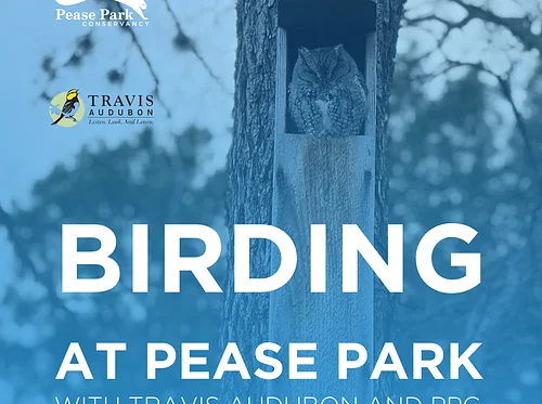 Birding at Pease Park