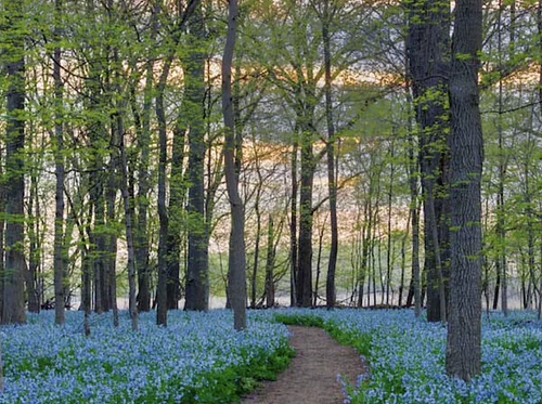 Wildflower Walk at O’Hara Woods