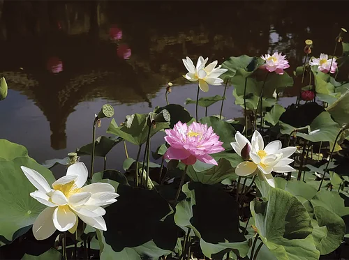Lian (蓮): The Lotus Festival 