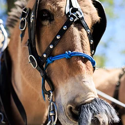 Mark Twain Days | Wagon Rides Supporting Silver Saddle Ranch | Saturday | October 17th 2026 | FREE