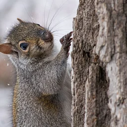 Nuts About Nature