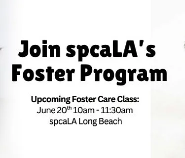 Foster Training Class – June 20th