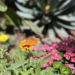 Plant Spirit Immersion Garden Class