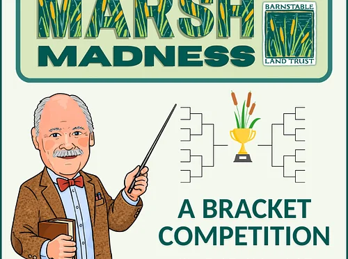 BLT’s Marsh Madness: Where Nature Always Wins!
