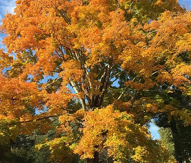 Third Thursday Walks and Talks at the Bartlett