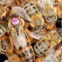 SETX Local BeeKeepers Meeting