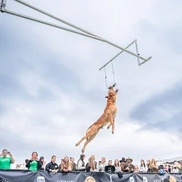 DockDogs® Competitions: Dueling Dogs