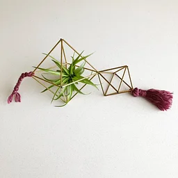 Air Plant Himmeli 