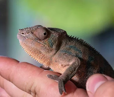 Repticon Tampa June 2026