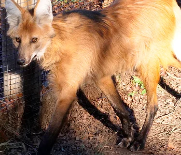 Wild at Twilight (21+ only)