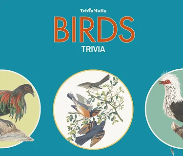 Bird Trivia
