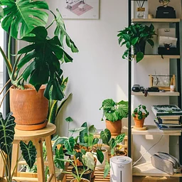 Library Talk: Houseplants 101 - Turning your thumb green