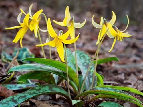 Spring Wildflower Walk