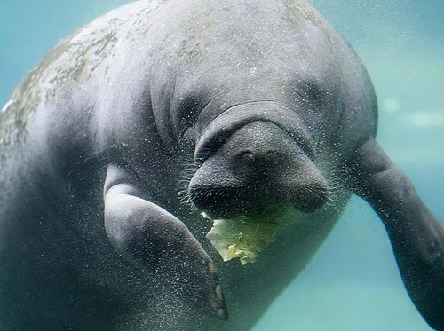 Conservation Connections: Manatee Awareness Month 2026