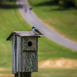 Birding Walk