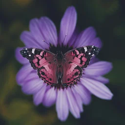 Color Day: Pink