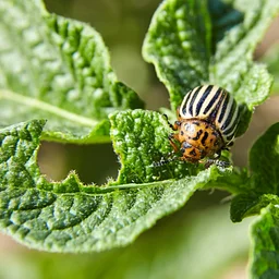Sustainable Pest Control