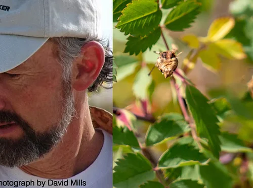 Survival Plants of Colorado Workshop with Cattail Bob