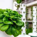 Hydroponics