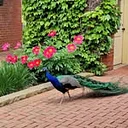 Kingwood Center Gardens