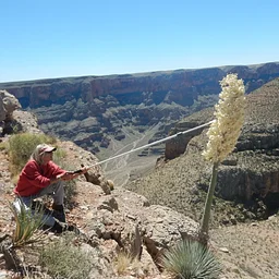 Pre-contact Agaves in the Southwestern United States: Rediscovering Lost Crops among the Hohokam and other Arizona Cultures