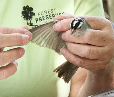 Bird Banding