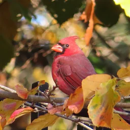 Fall Birding Walks – Morning Tea with the Birds