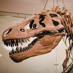 Just for Me: Paleontology 101