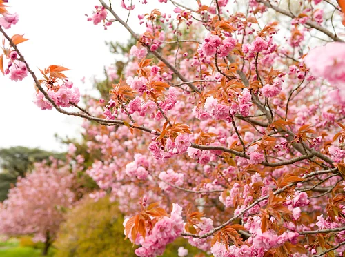 Spring Garden Tour