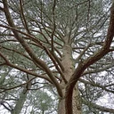 Trees that Shaped Civilization