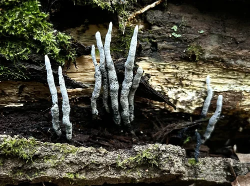 Forest and Fungi Ecology Walk--Intermediate (Identification and Documentation)