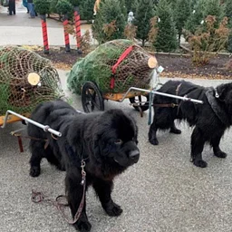 Newfoundland’s Draft Christmas Trees