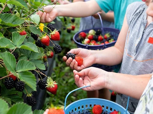 Berry Patch Bash Farm Camp