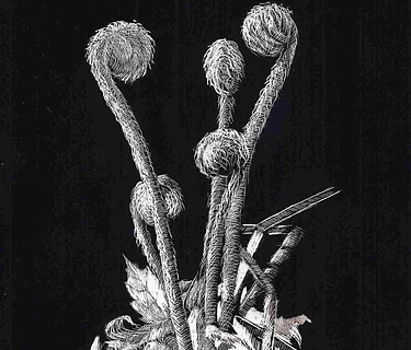 Exploring Values & Textures on Scratchboard – Workshop with Joe Smith