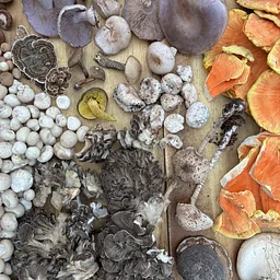 Foraging & Cooking with Wild Foods Class