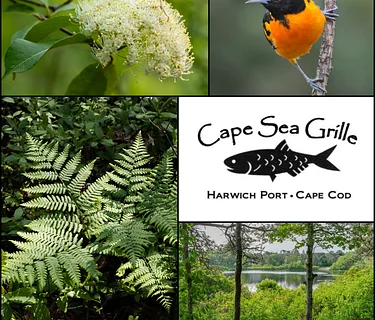 Spring Winetasting Dinner at the Cape Sea Grille