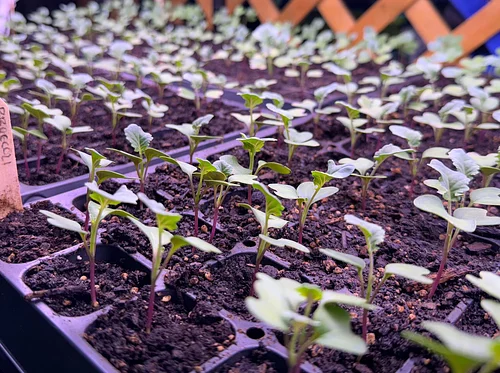 Farm Workshop: Crop Planning & Seed Saving