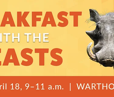 Breakfast with the Beasts: Warthogs
