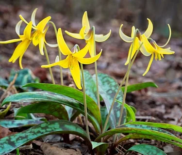 Spring Wildflower Walk