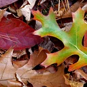 Kicking Leaves Hike at Dousman’s Mill