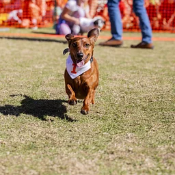 Annual Halloweener Derby: Dachshund Race & Dog Costume Contest