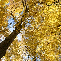 Fall Photography