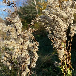 Native Plant Seed Collection