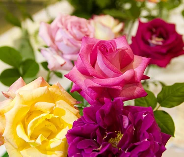 The Asheville-Blue Ridge Rose Society Exhibition