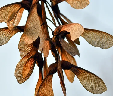 Gardening with Kids: Weird and Wonderful Seeds