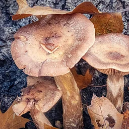 Photo Walk (10/17)